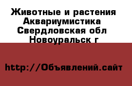 Животные и растения Аквариумистика. Свердловская обл.,Новоуральск г.